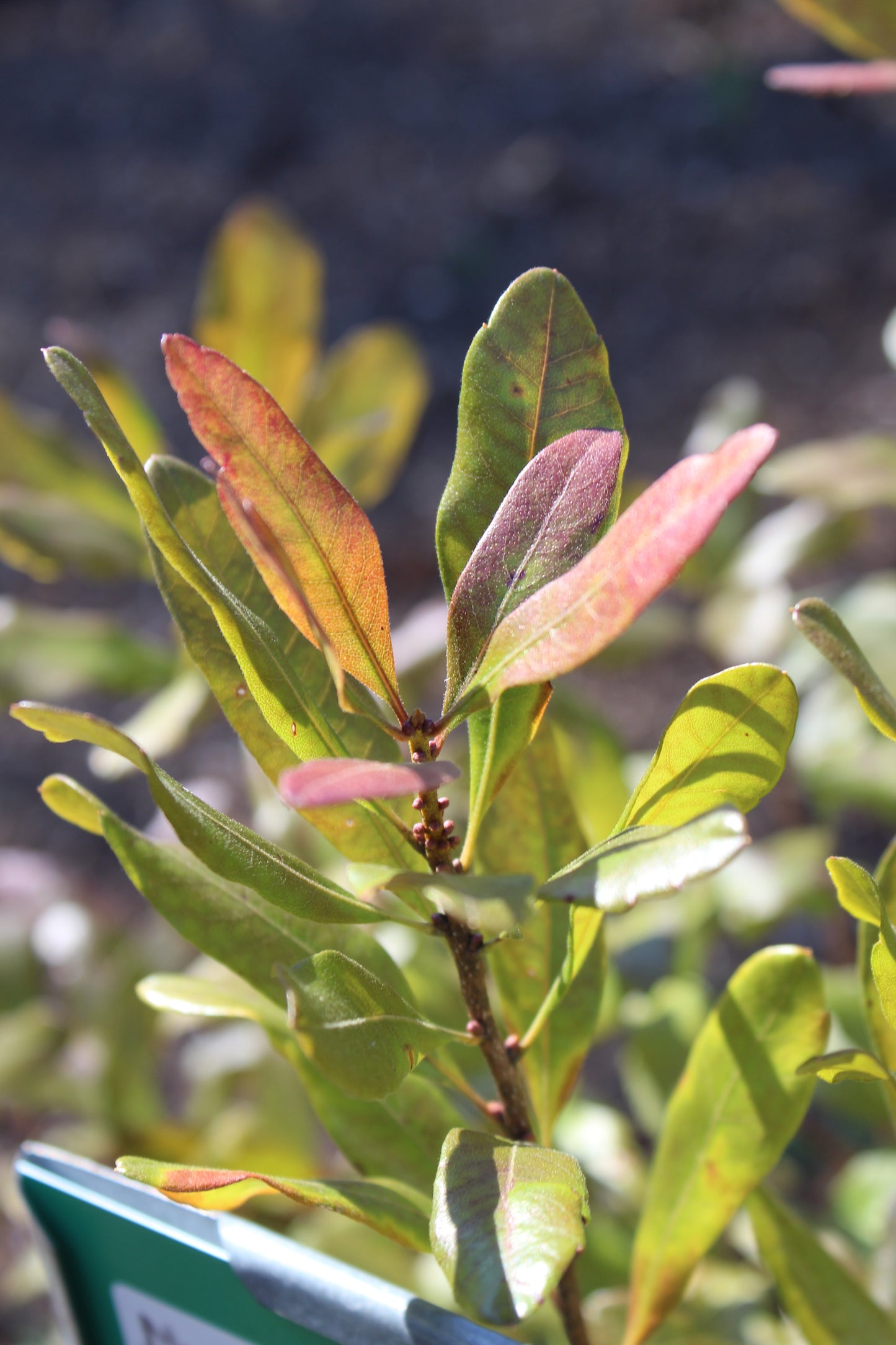 Myrica Pensylvanica 3g