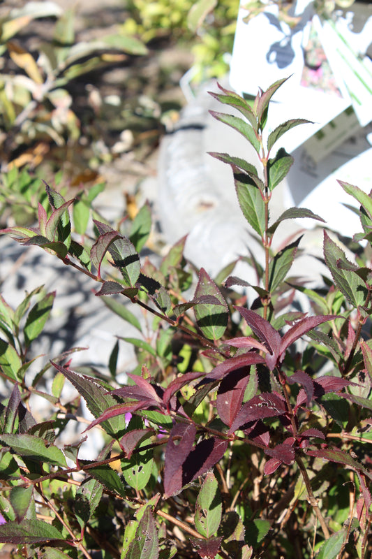 DEUTZIA `YUKI SNOWFLAKE 2g