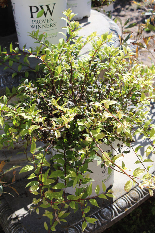 DEUTZIA GRAC. `CHARDONNAY PEARLS