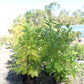 CHIONANTHUS VIRGINICUS 7G