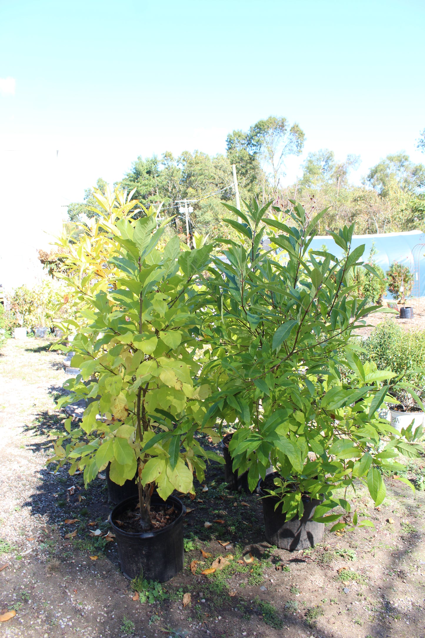 CHIONANTHUS VIRGINICUS 7G