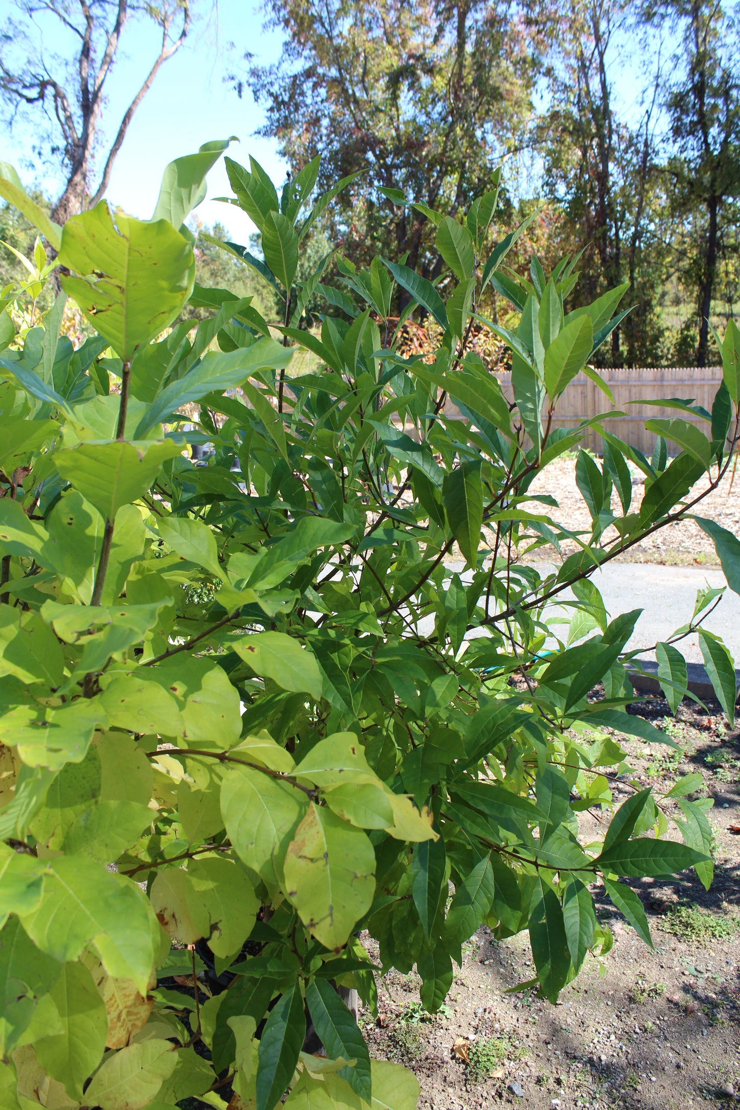 CHIONANTHUS VIRGINICUS 7G