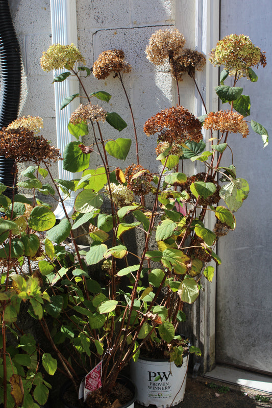 HYDRANGEA ARB. `INVINCIB SPIRIT TWO 3g