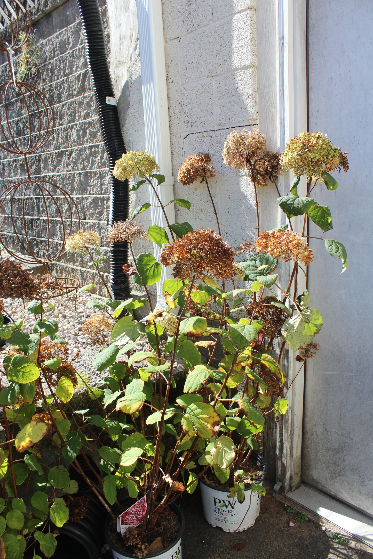 HYDRANGEA ARB. `INVINCIB SPIRIT TWO 3g