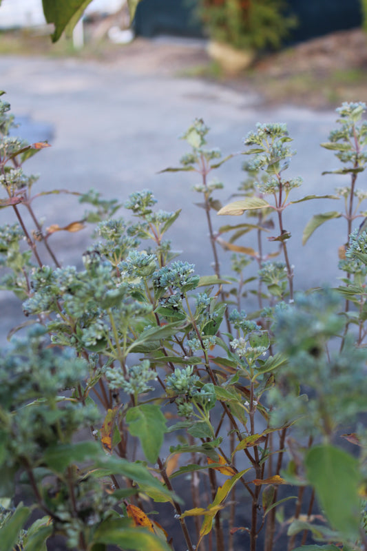 Caryopteris Beyond Mdnght 2g