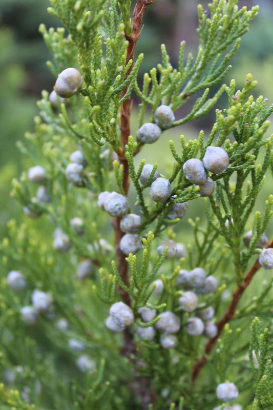 Juniper Hetzi Columnar 3g