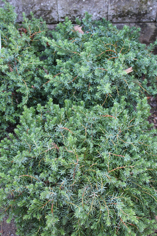 Juniperus Blue Pacific 3g