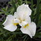 Iris s. Snow Queen 1g