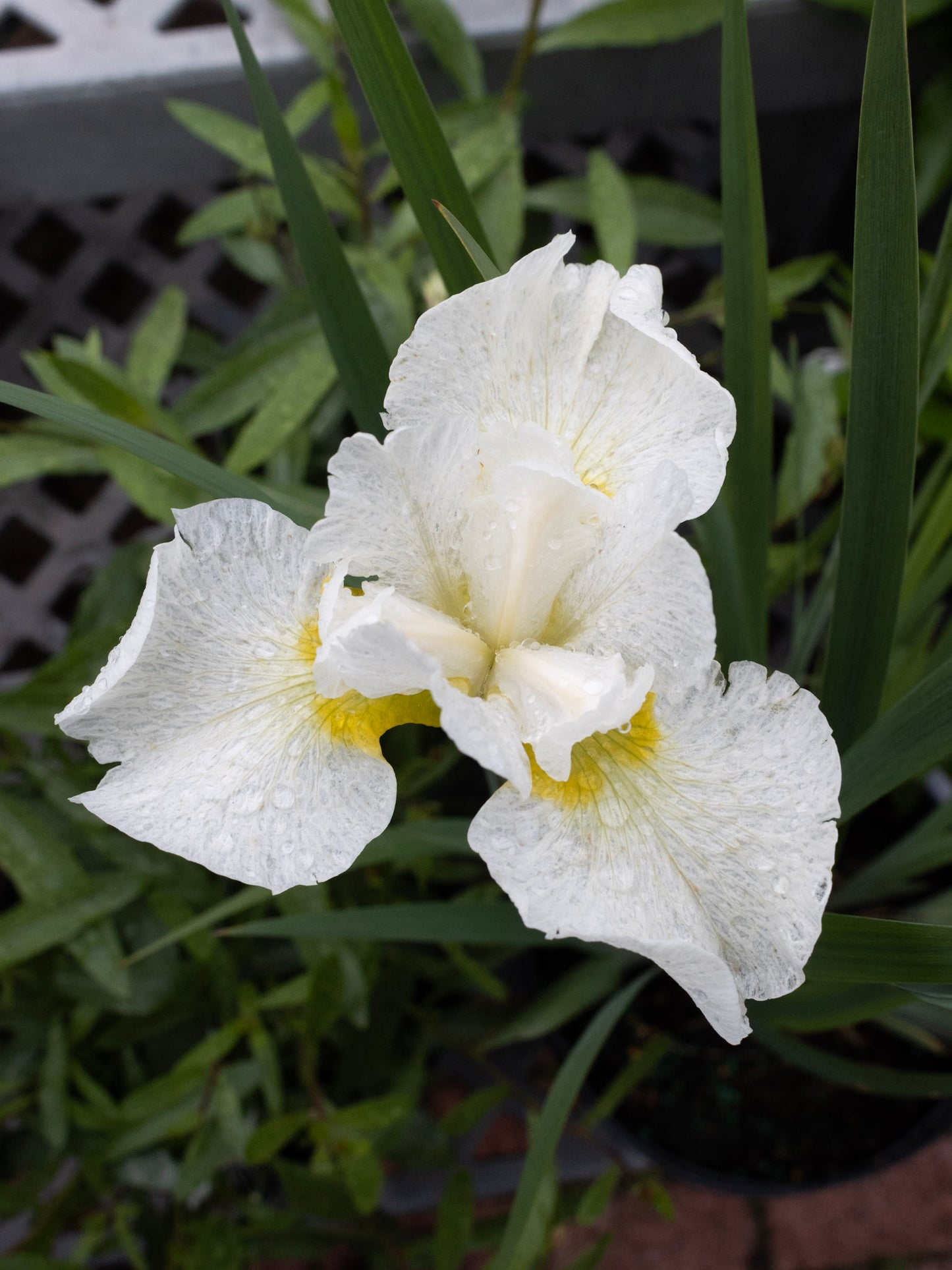 Iris s. Snow Queen 1g