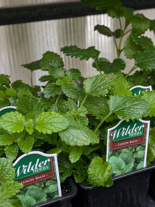 Wilders 3.5' Lemon Balm