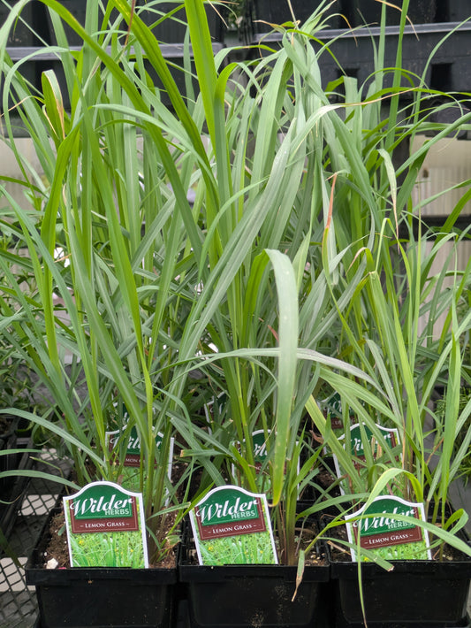 Wilders 3.5' Lemon Grass