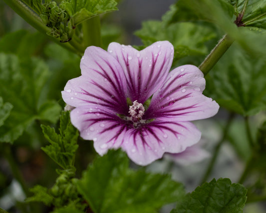 Malva Zebrina