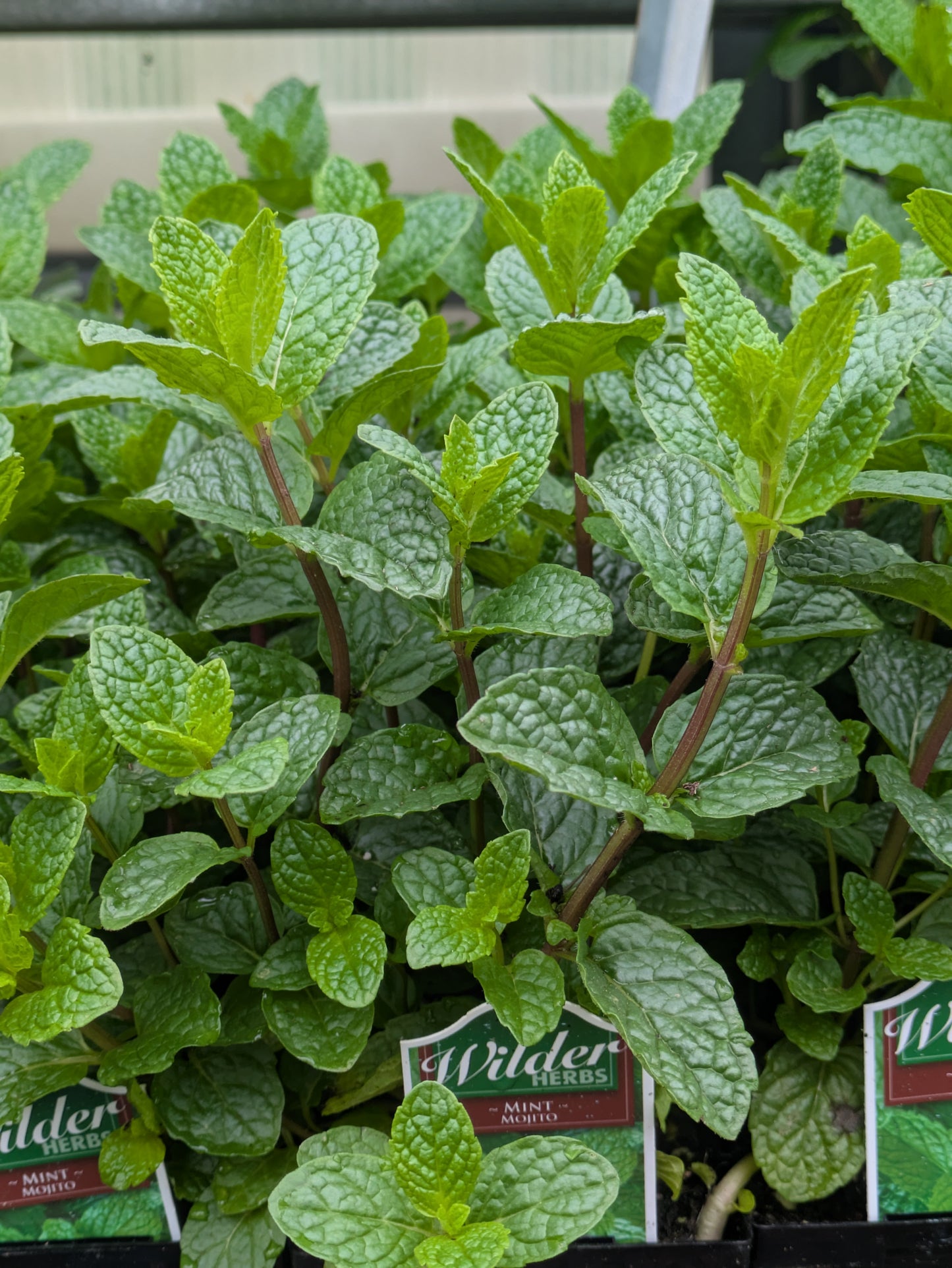 Wilders 3.5' Mint Mojito