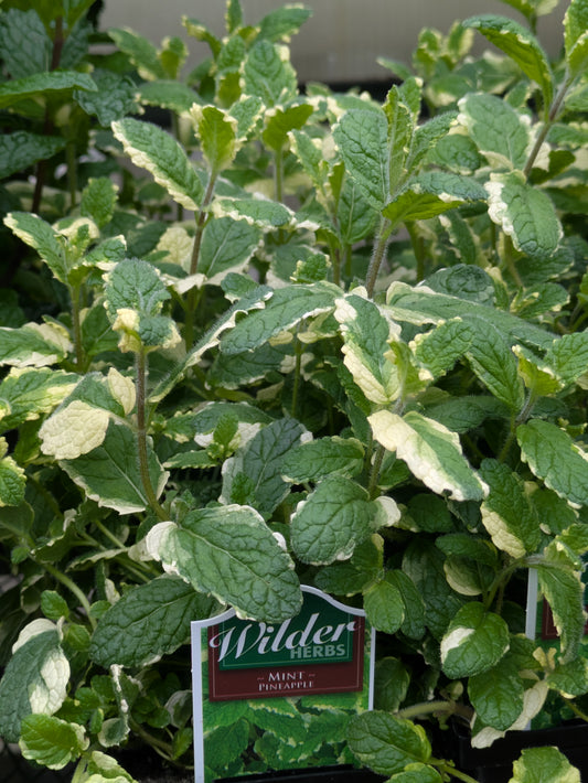 Wilders 3.5' Mint Pineapple