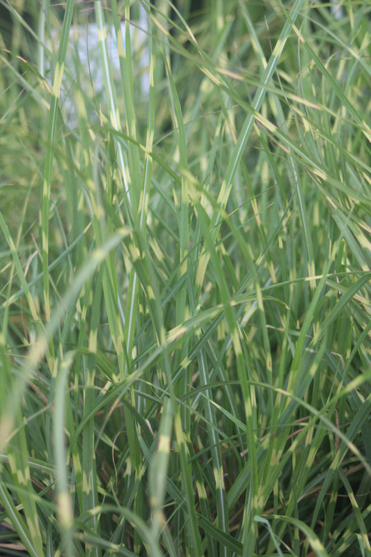 MISCANTHUS SINENSIS LITTLE ZEBRA 1g