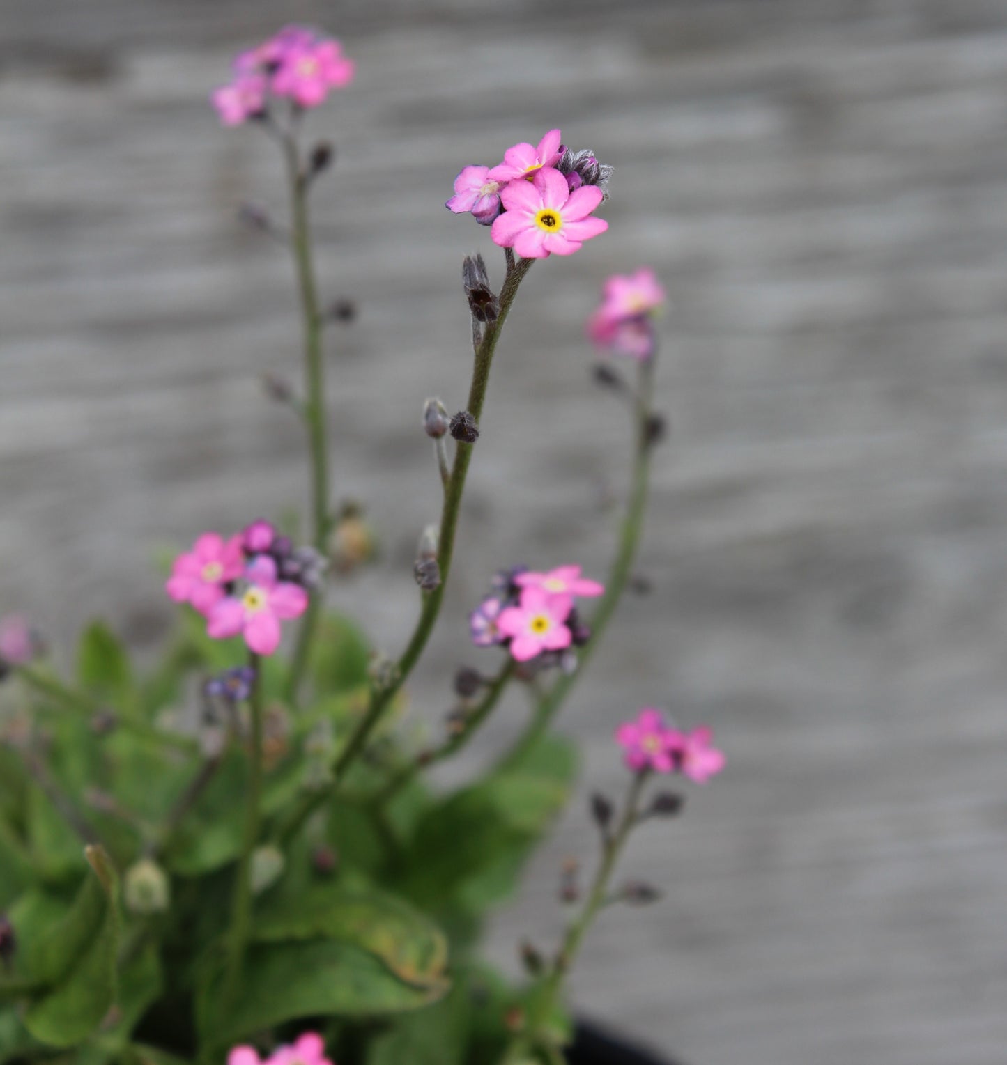 Myosotis Rosylva quart