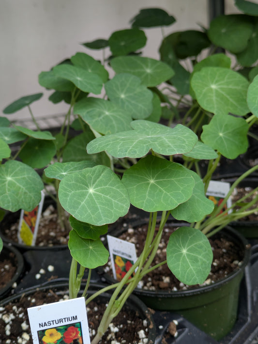 Wilders Nasturtium Jewel Mix 3.5'