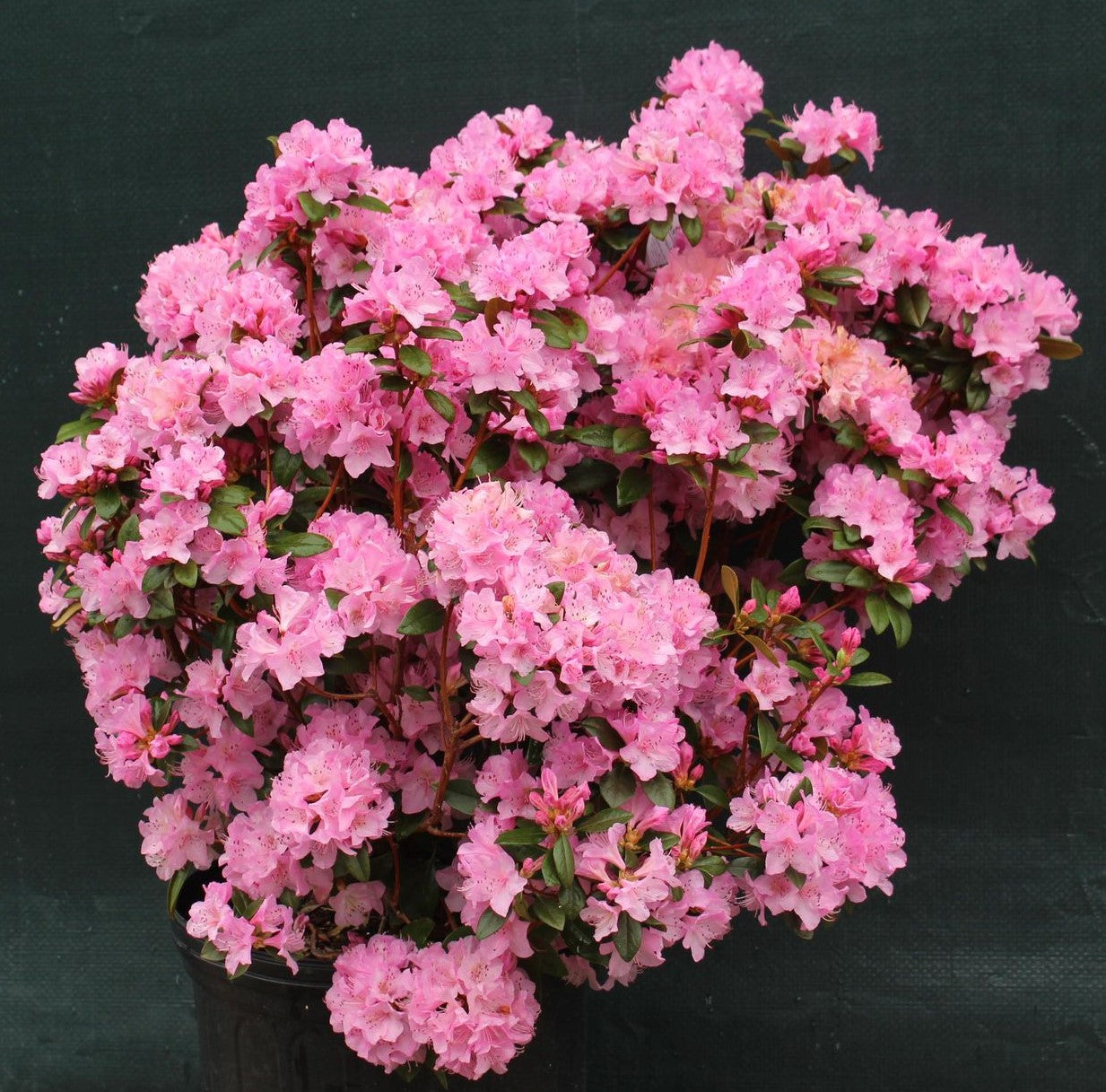 Rhododendron Olga Mezzit