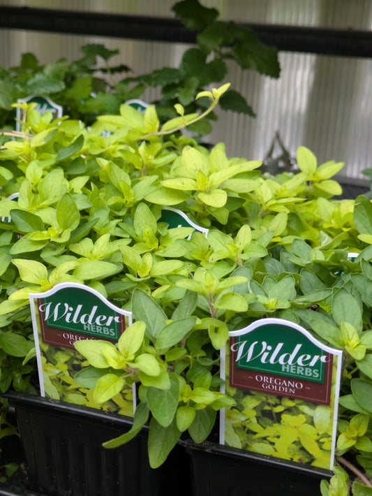 Wilder golden oregano 3.5'