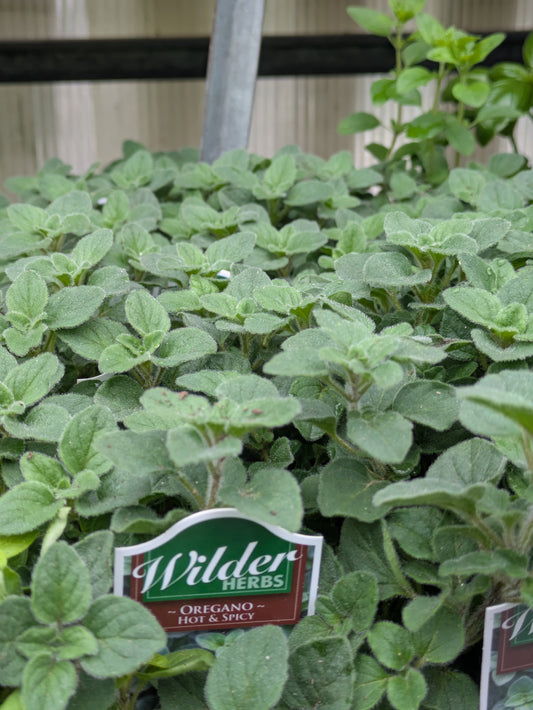 Wilders 3.5' Oregano Hot & Spicy