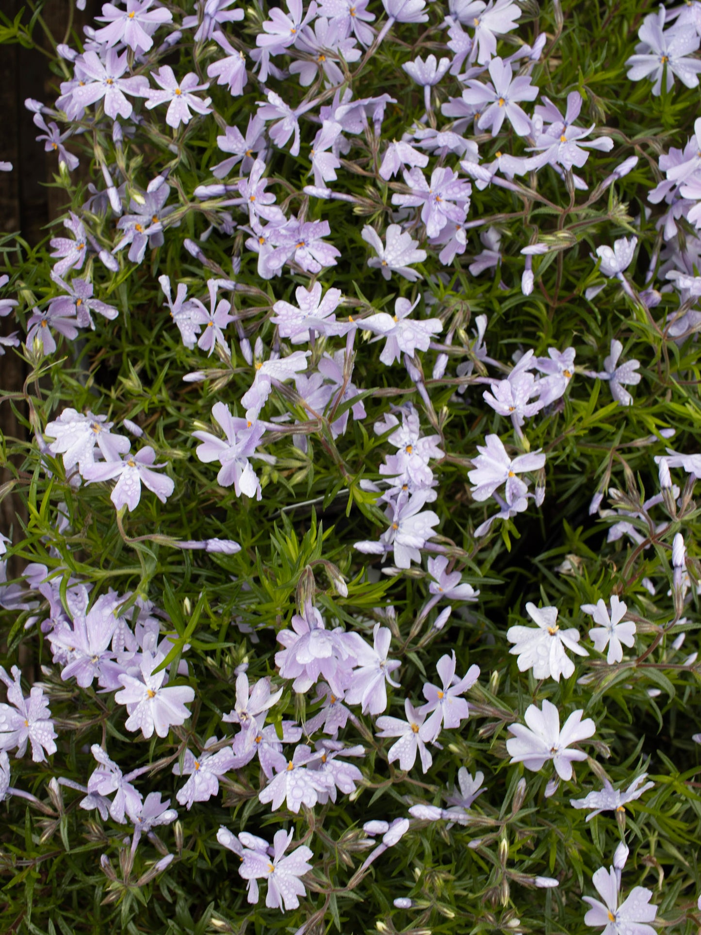 PHLOX subulata Emerald Blue Quart