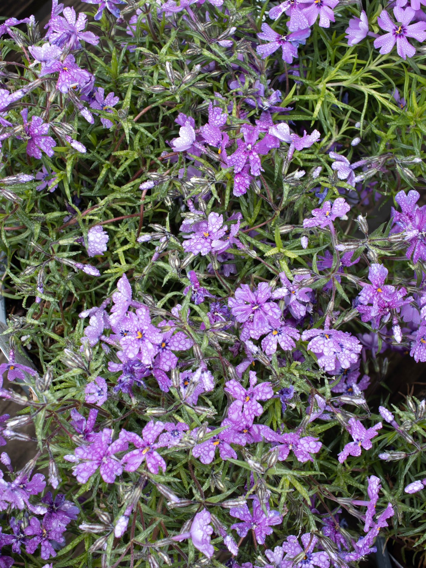 PHLOX subulata Purple Beauty 1g