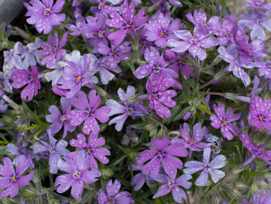 PHLOX Rocky Road Grape 1g
