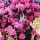 RHODODENDRON X `LANDMARK 3g