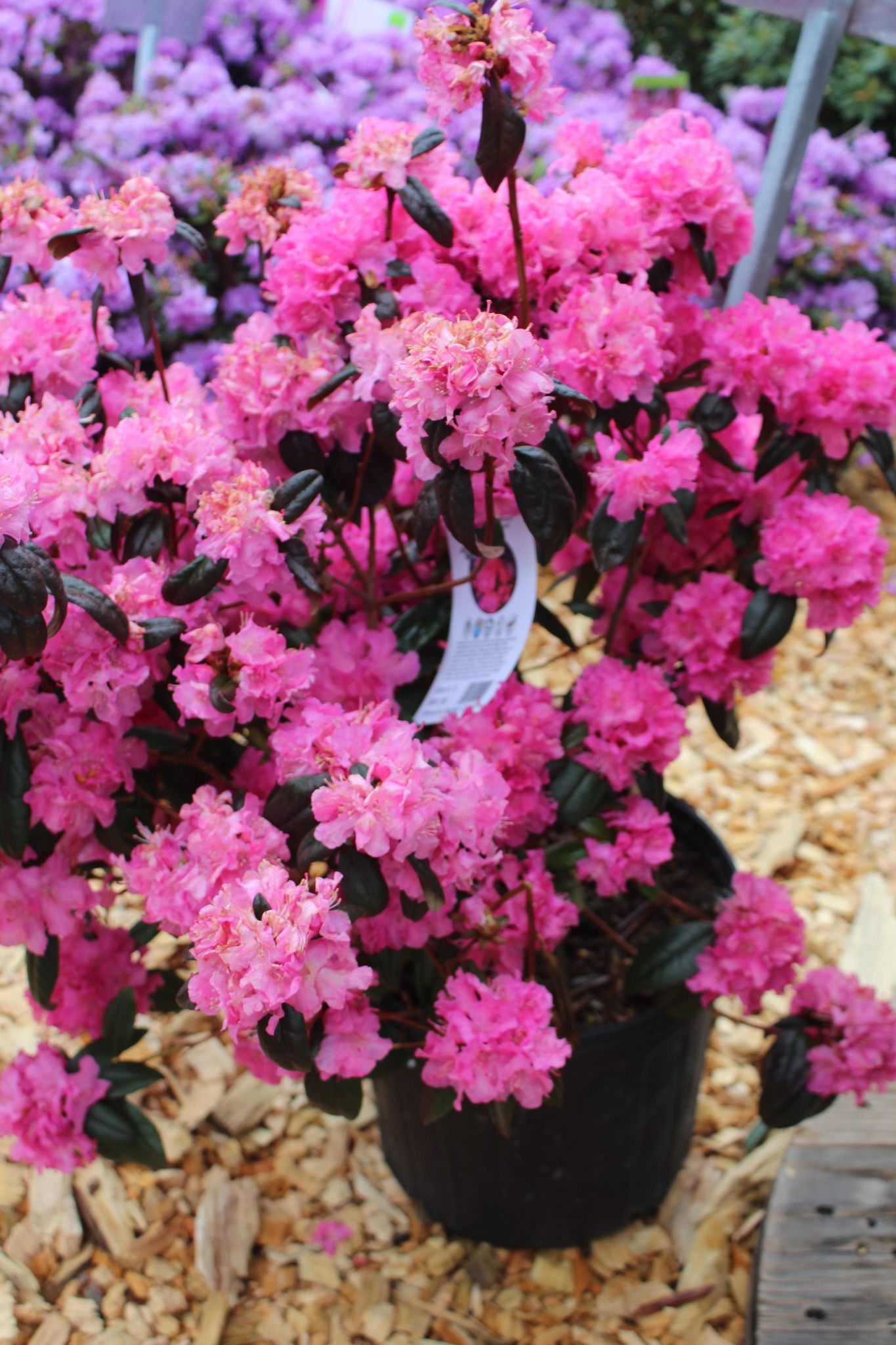 RHODODENDRON X `LANDMARK 3g