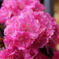 RHODODENDRON X `LANDMARK 3g