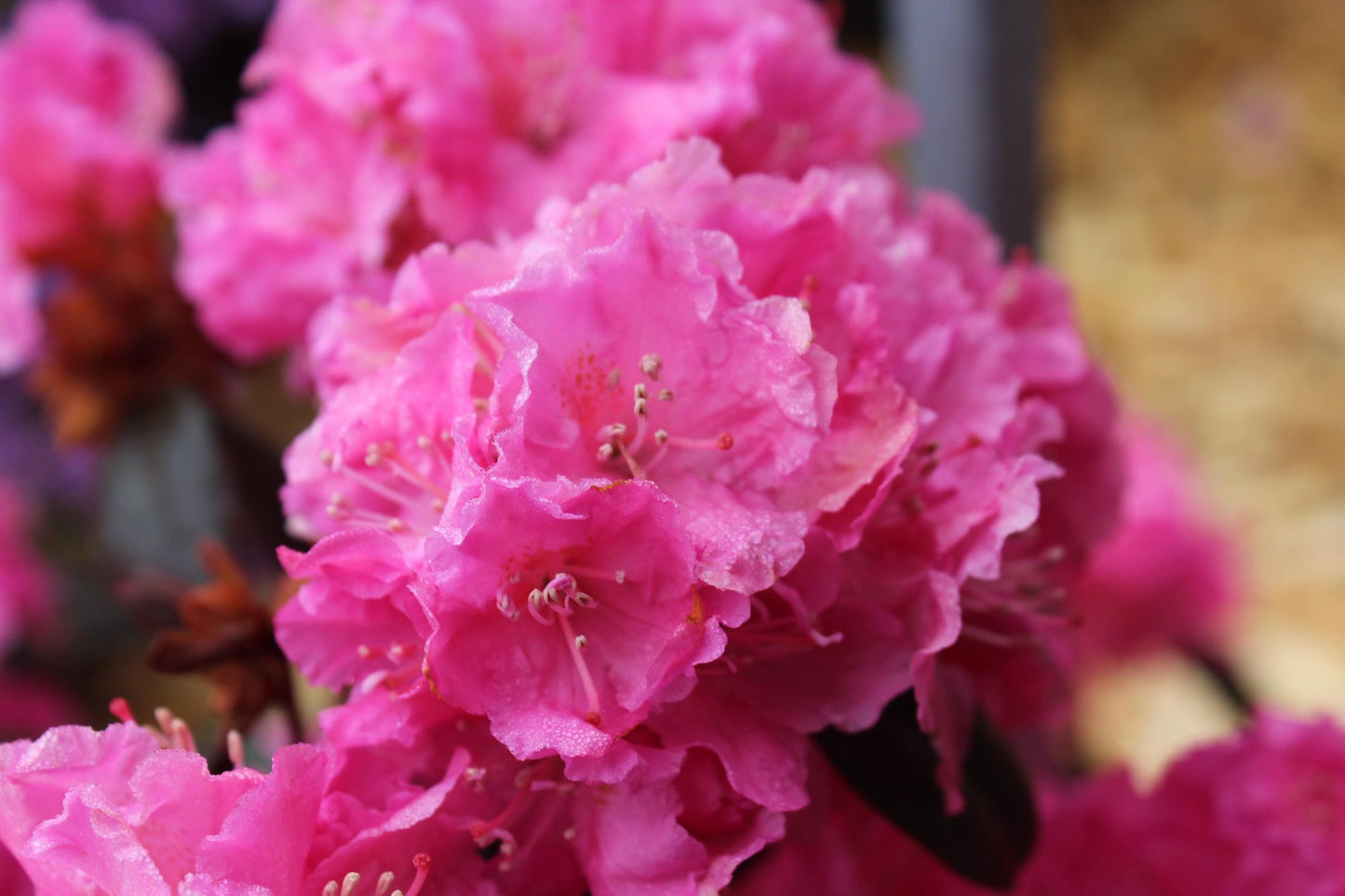 RHODODENDRON X `LANDMARK 3g