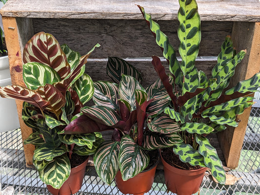 4' Calathea