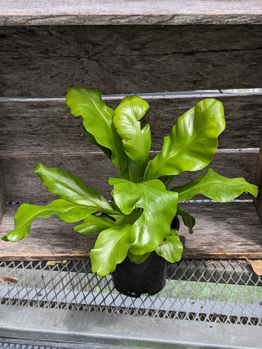 4' birds nest fern
