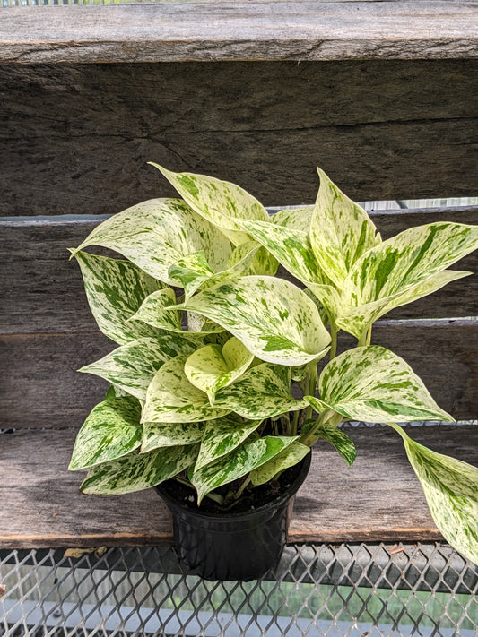 4" marble queen pothos