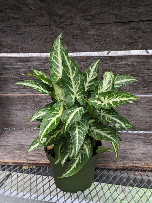 Arrowhead plant 4'