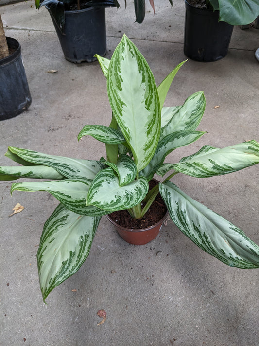 6" Aglaonema