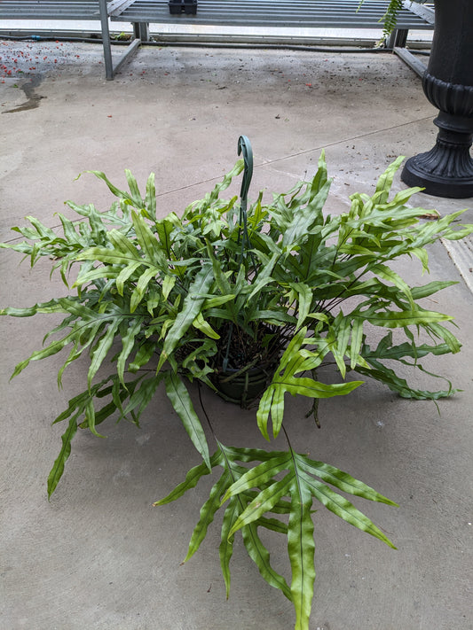 Kangaro paw fern 6' HB