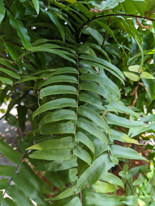 10" Macho Fern