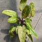 philodendron Painted Lady 6"