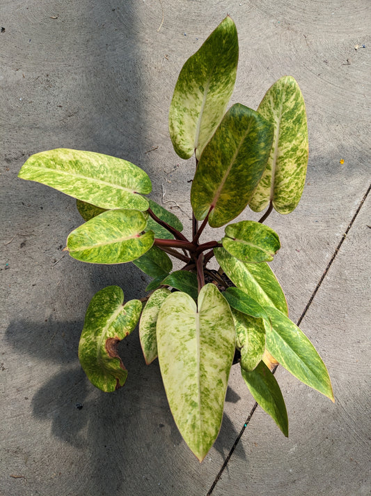 philodendron Painted Lady 6'