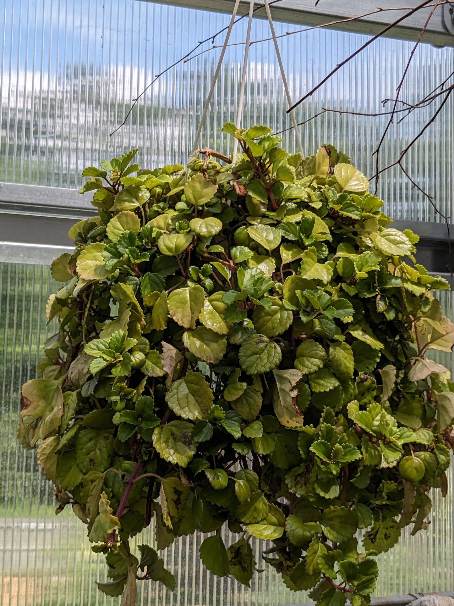 8" swedish Ivy HB