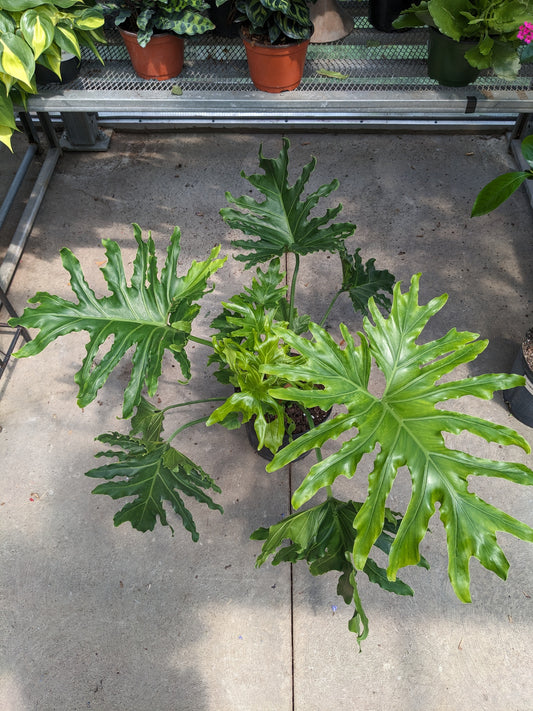 Philodendron Selloum 10'