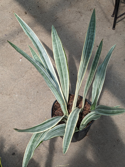 sayuri snake plant 10'