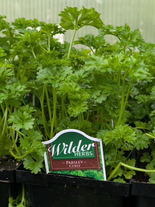 Wilders Parsley Curled 3.5'