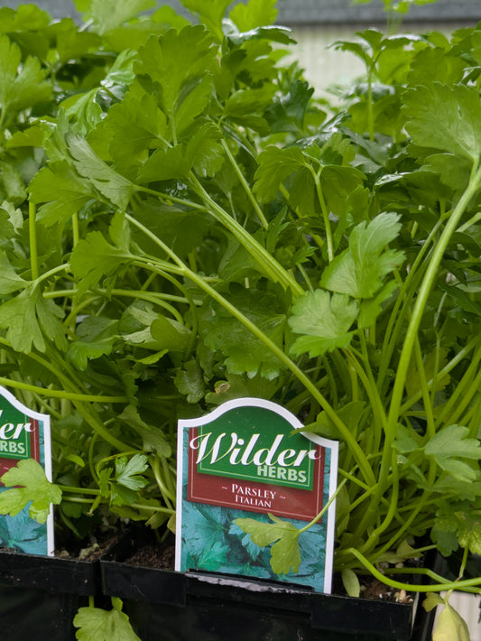Wilders 3.5' Parsley Italian