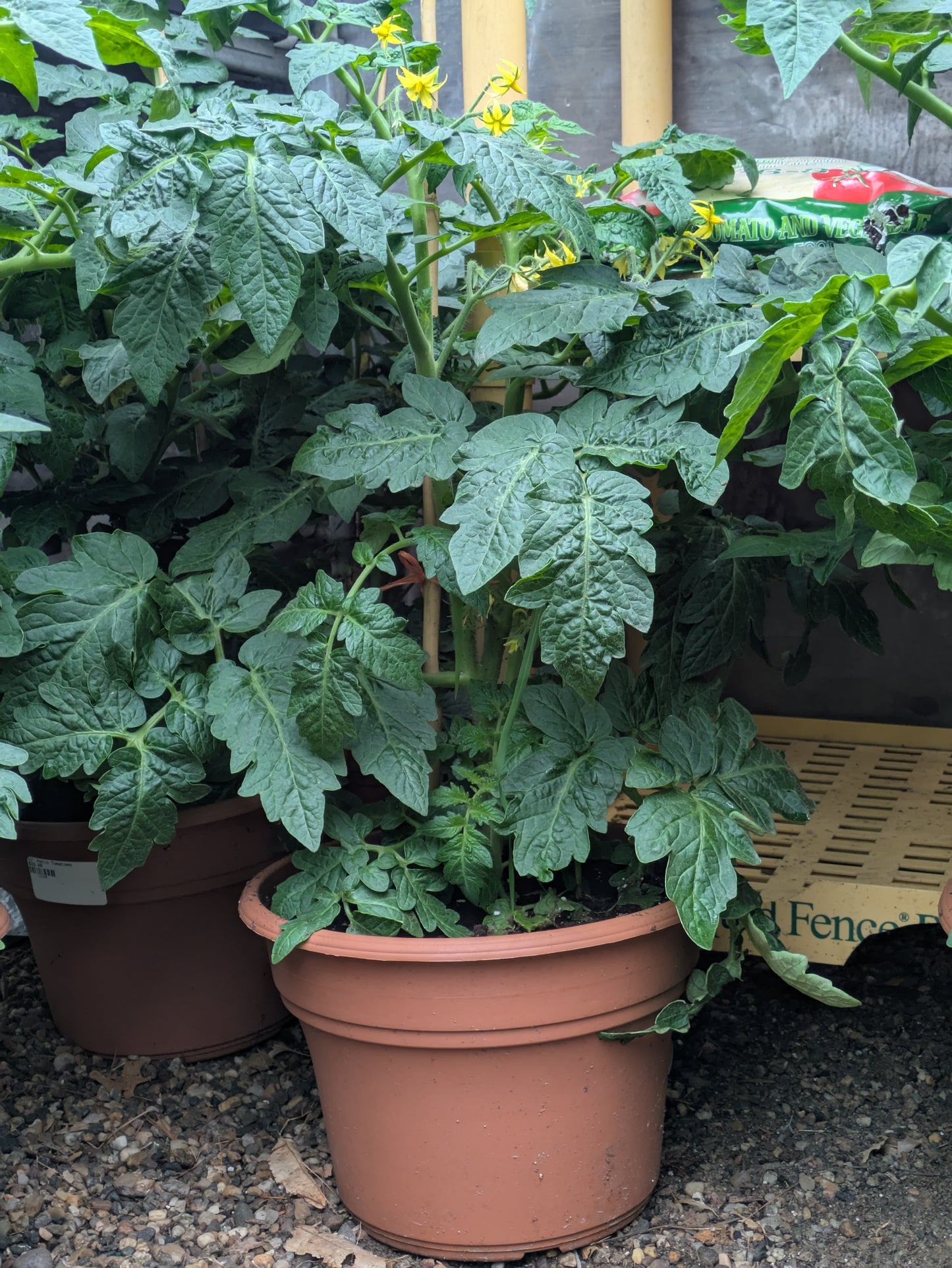 10" Patio Tomatoes