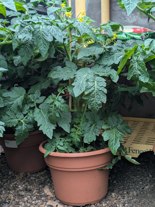 10" Patio Tomatoes