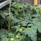 10" Patio Tomatoes