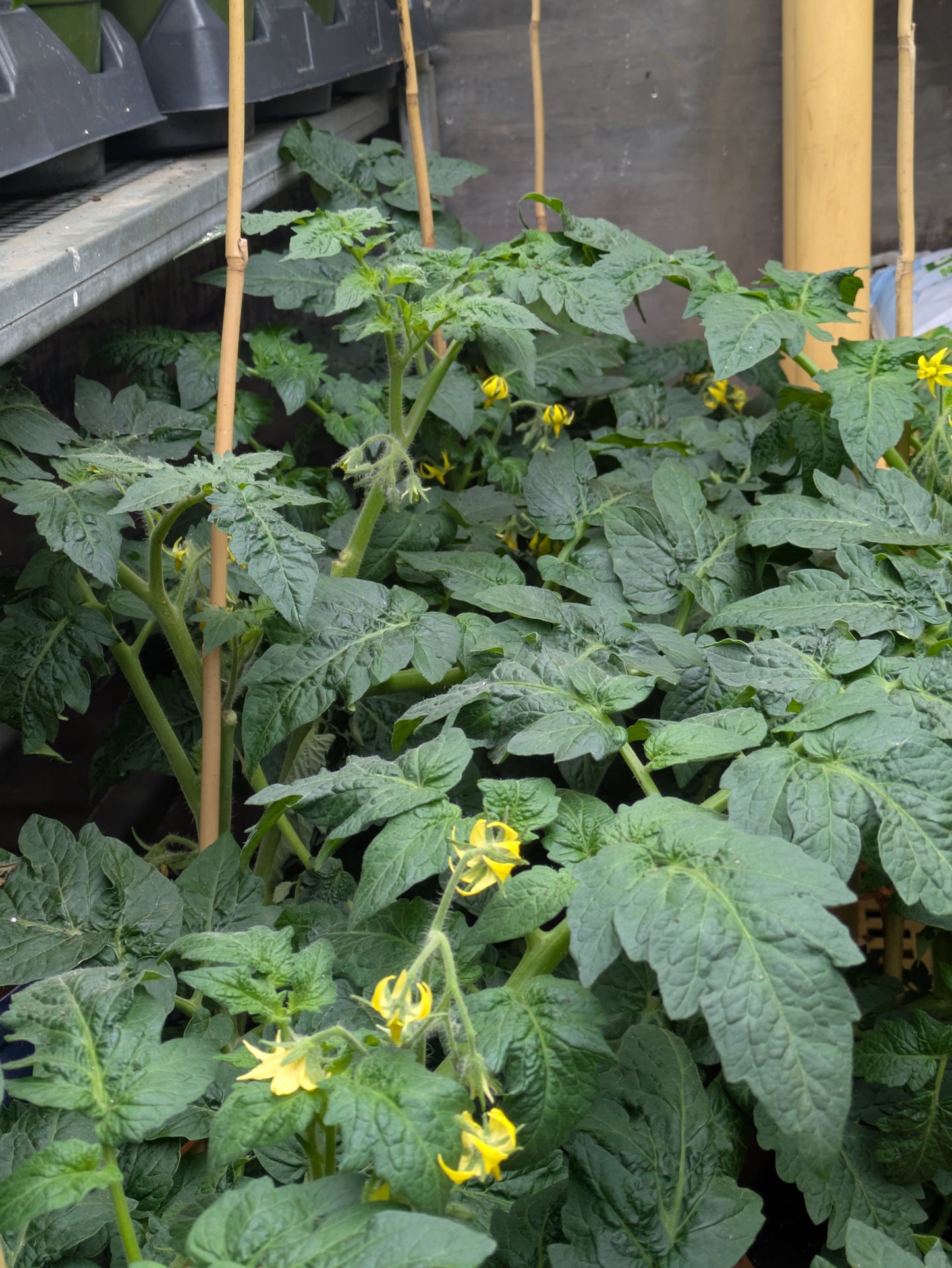 10" Patio Tomatoes
