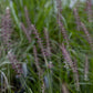 Pennisetum Karly Rose 2g